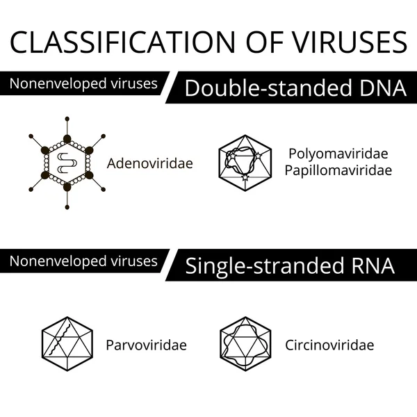 Clasificación de virus . Gráficos Vectoriales
