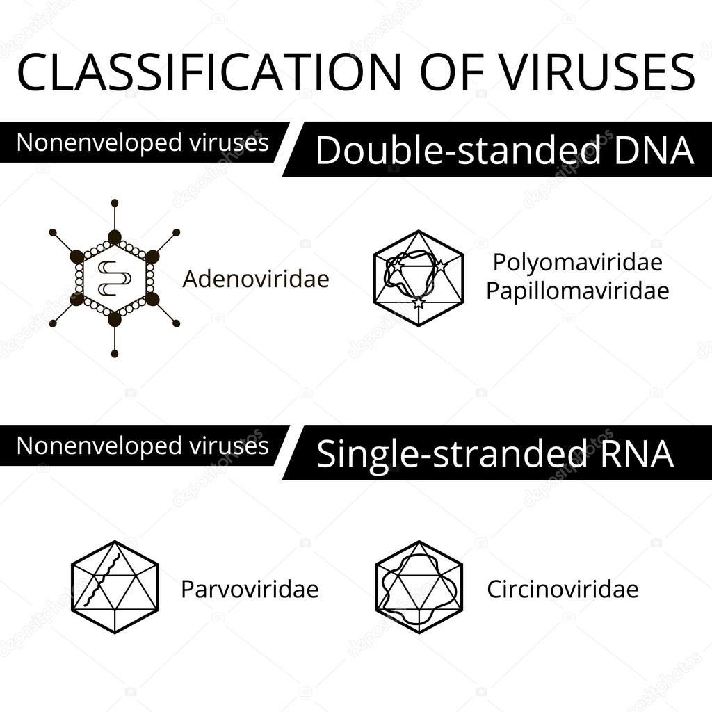 A vírusok osztályozása – Wikipédia