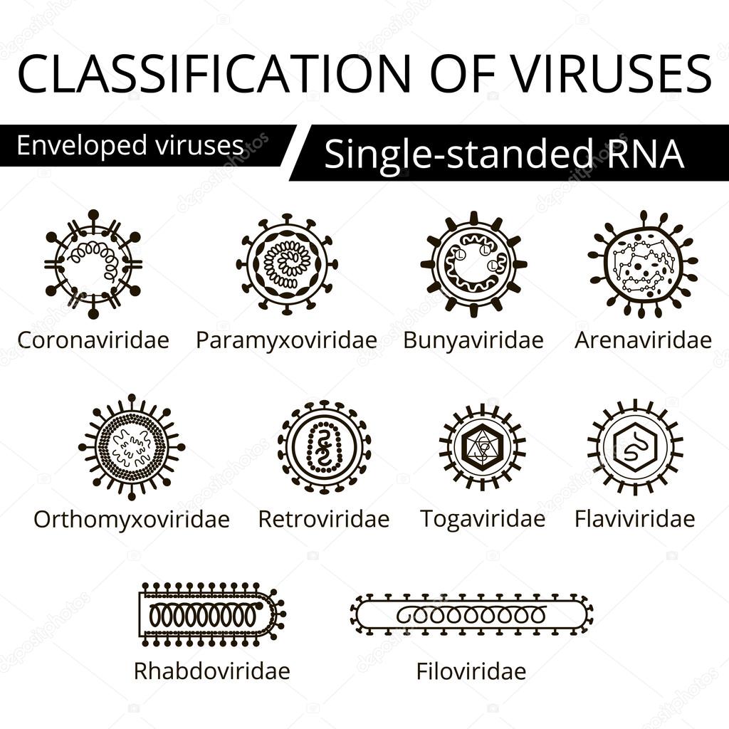 Classification of viruses.