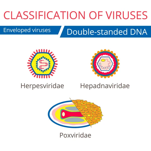 ウイルスの分類。エンベロープ ウイルス. — ストックベクタ