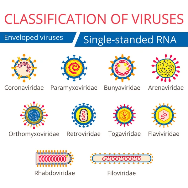 ウイルスの分類。エンベロープ ウイルス. — ストックベクタ