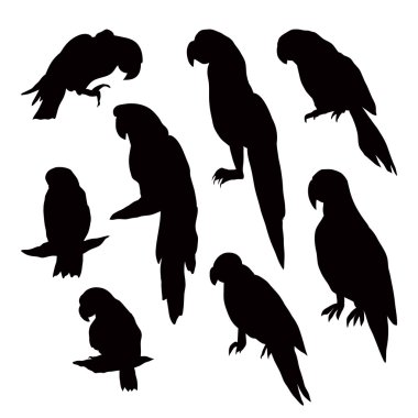 Beyaz arka plan üzerinde izole papağan siluetleri.