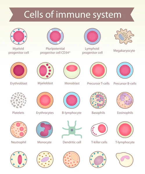 Cellule del sistema immunitario . — Vettoriale Stock