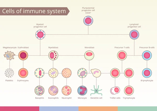 Ursprung der Zellen des Immunsystems. — Stockvektor