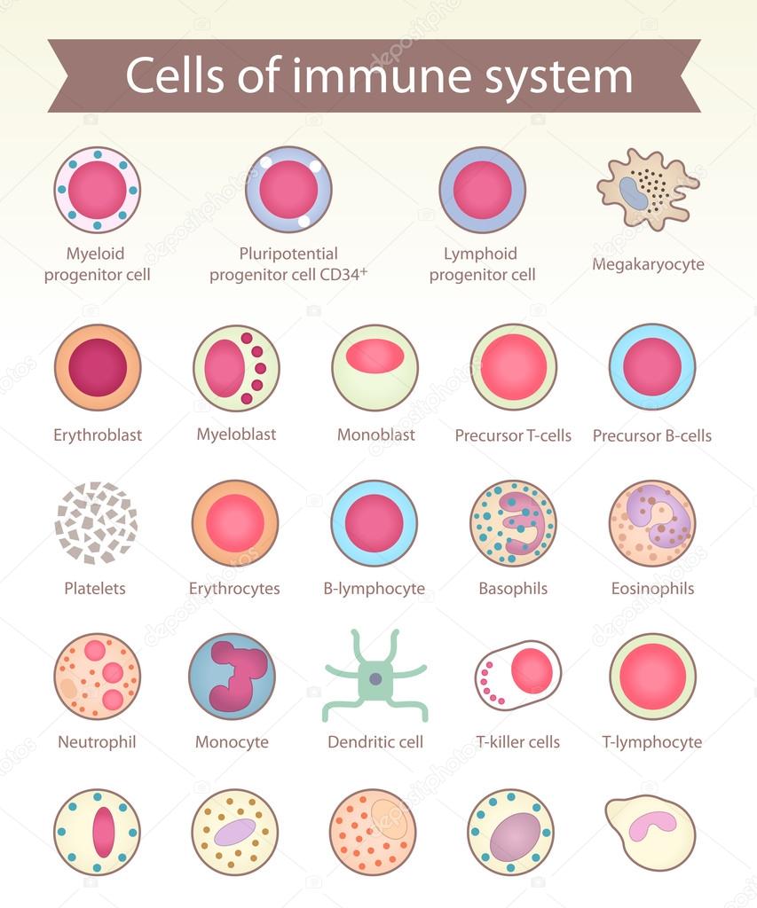 Cells of immune system.
