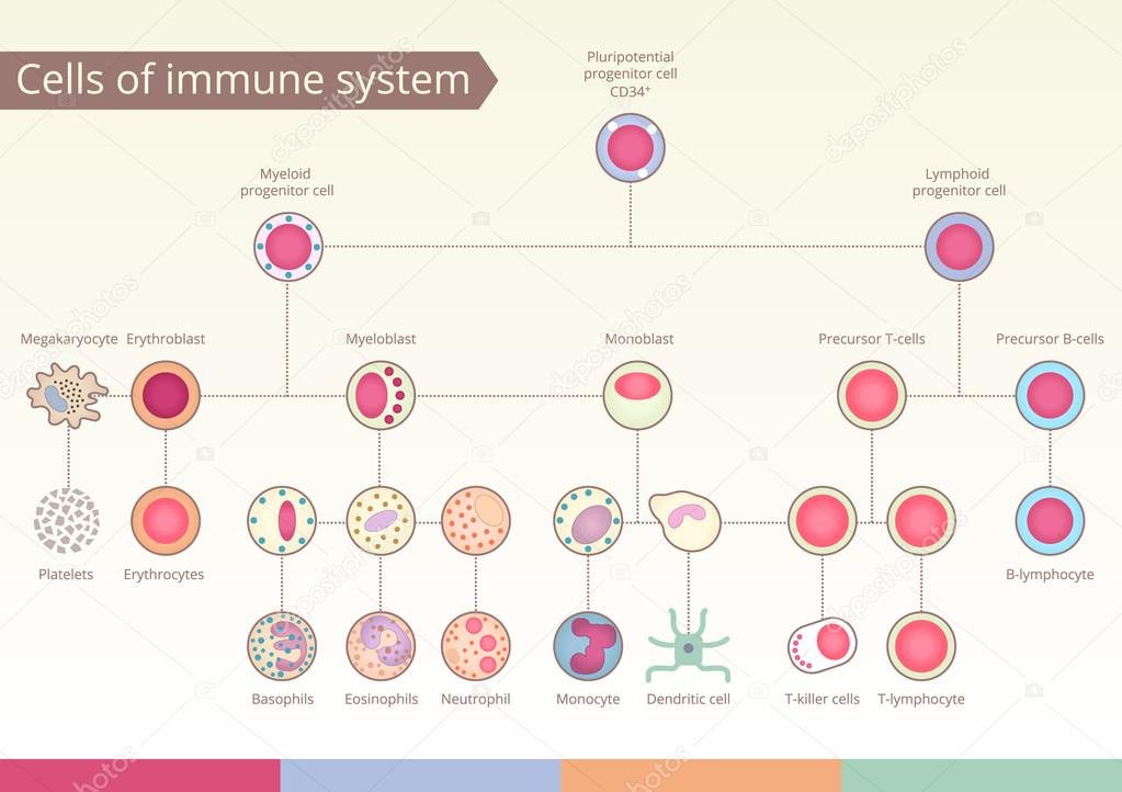 Origin of Cells of immune system.