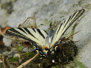 Kıt Kırlangıç (Iphiclides podalirius) yazın kelebek