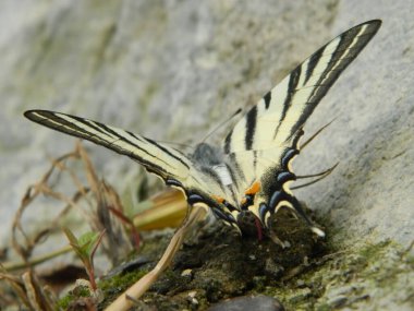 Kıt Kırlangıç (Iphiclides podalirius) yazın kelebek