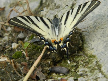 Kıt Kırlangıç (Iphiclides podalirius) yazın kelebek