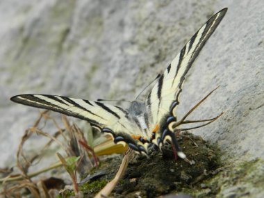 Kıt Kırlangıç (Iphiclides podalirius) yazın kelebek