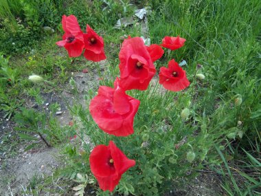 Çimlerde haşhaş - Romanya