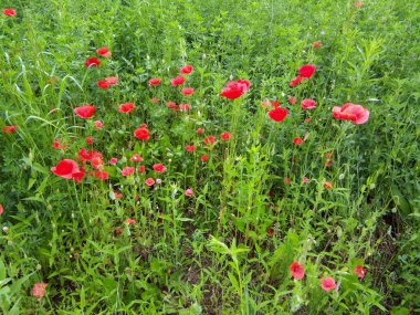 Çimlerde haşhaş - Romanya