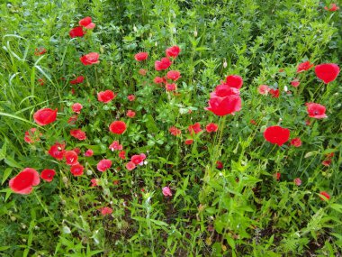 Çimlerde haşhaş - Romanya
