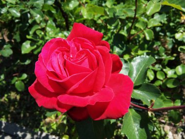 Bahçedeki güzel kırmızı gül