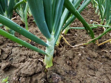 Tarlada yeşil soğan