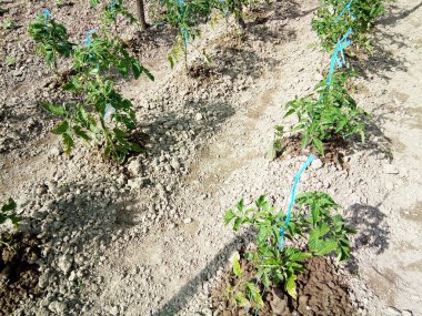 Bahçede domates bitkisi