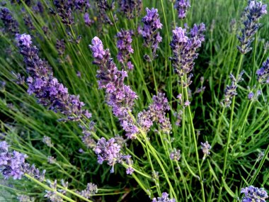 Maramures ilçesinde lavanta çiçekleri