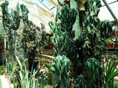 Romanya 'daki botanik bahçesinde kaktüs