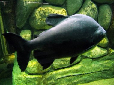 Akvaryumdaki büyük balık