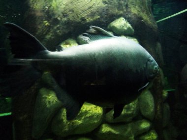 Akvaryumdaki büyük balık