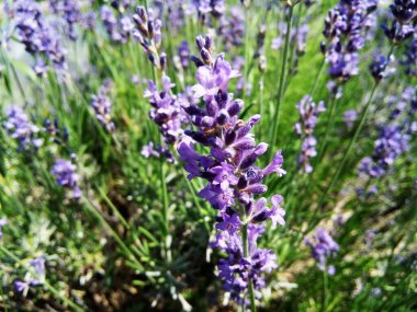 Bahçedeki lavanta çiçekleri