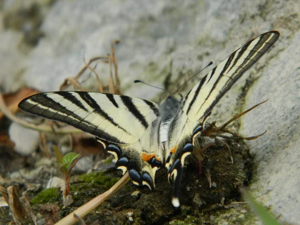 Schwalbenschwanz Iphiclides Podalirius Schmetterling Sommer — Stockfoto