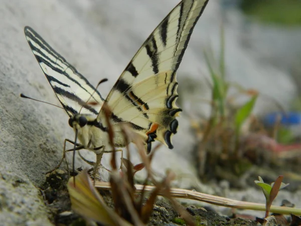 Petit Papillon Queue Hirondelle Iphiclides Podalirius Été — Photo