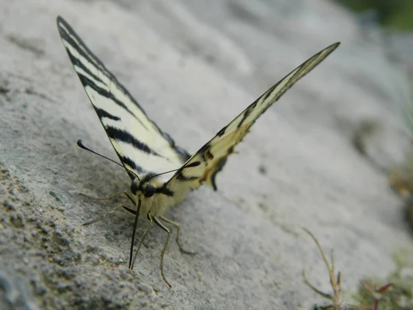 Ластівчине Хвіст Iphiclides Podalirius Метелик Влітку — стокове фото