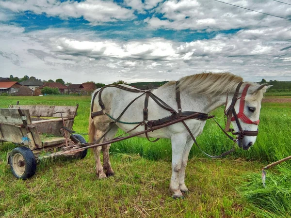 Pferd Gras Maramures — Stockfoto