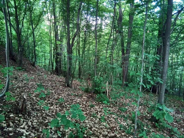 Hutan Musim Panas Romania — Stok Foto