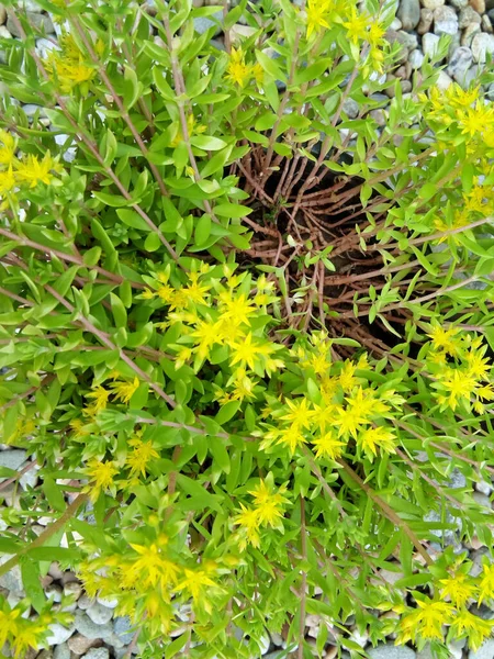 Bahçedeki Sarı Çiçek — Stok fotoğraf