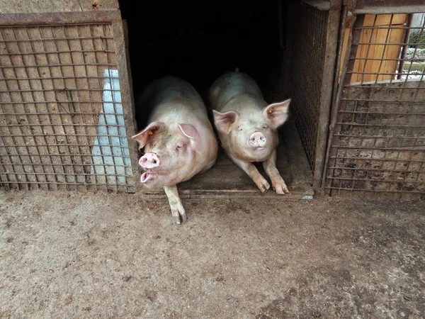 Dois Suínos Exploração Agrícola Roménia — Fotografia de Stock