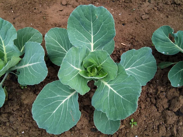 Cabbage Field Garden — Stock Photo, Image