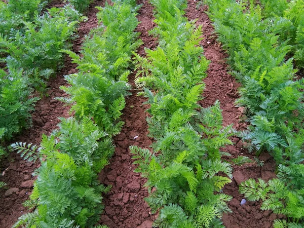 Carrots Field Bio — Stock Photo, Image