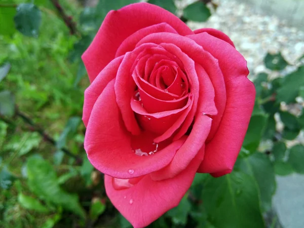 Rote Rose Garten — Stockfoto