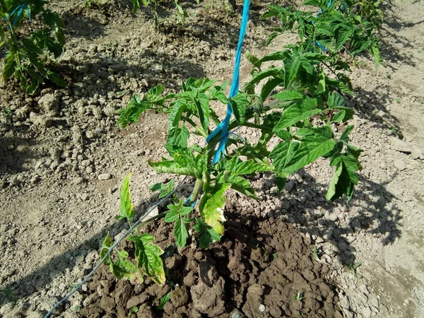 Pomidor Roślin Ogrodzie — Zdjęcie stockowe