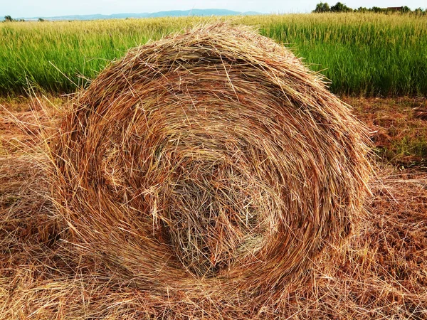 Balle Foin Maramures Comté — Photo