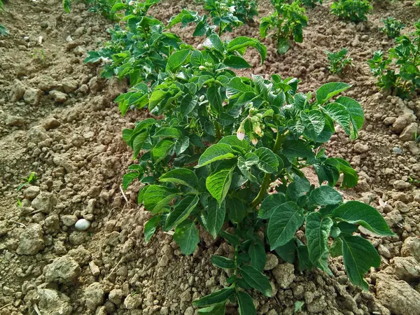 Tomato Plant Field — Stock Photo, Image