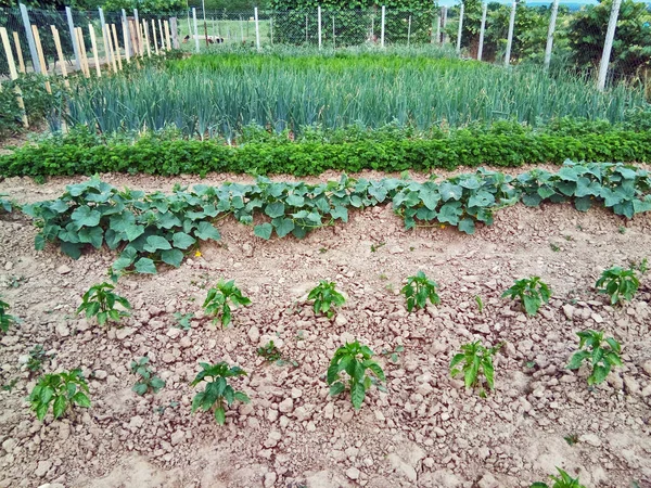 Ogród Warzywami Farmie Maramures — Zdjęcie stockowe