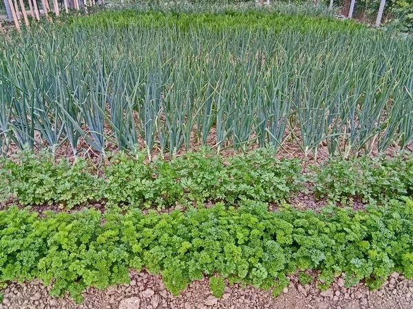 Garden Vegetables Farm Maramures — Stock Photo, Image