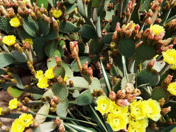 Cactus Jardín Botánico Rumanía —  Fotos de Stock