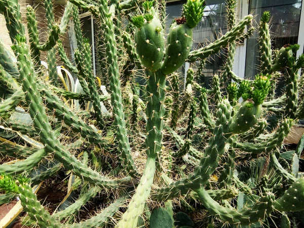 Cactus Jardín Botánico Rumanía — Foto de Stock