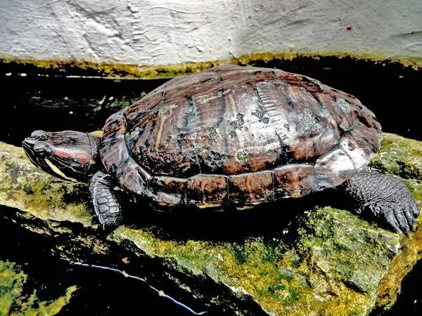 Большая Черепаха Камне — стоковое фото