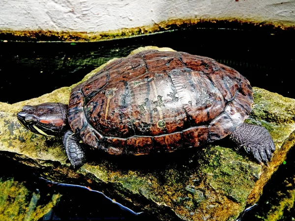 Große Schildkröte Auf Einem Stein — Stockfoto