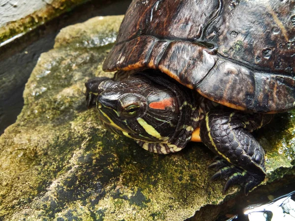 Grote Schildpad Een Steen — Stockfoto