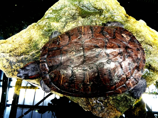 Tartaruga Grande Uma Pedra — Fotografia de Stock