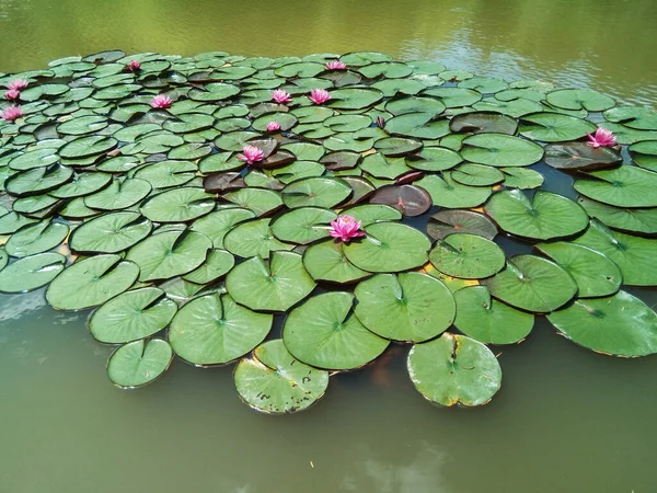Bunga Lili Dan Daun Atas Air — Stok Foto