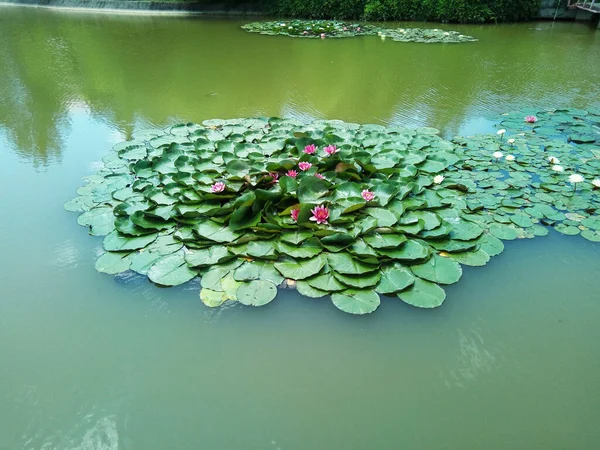 睡蓮や葉が水面に — ストック写真