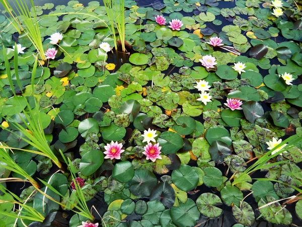 Water Lilies Leaves Water — Stock Photo, Image