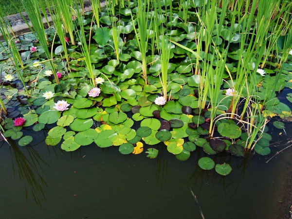 Bunga Lili Dan Daun Atas Air — Stok Foto
